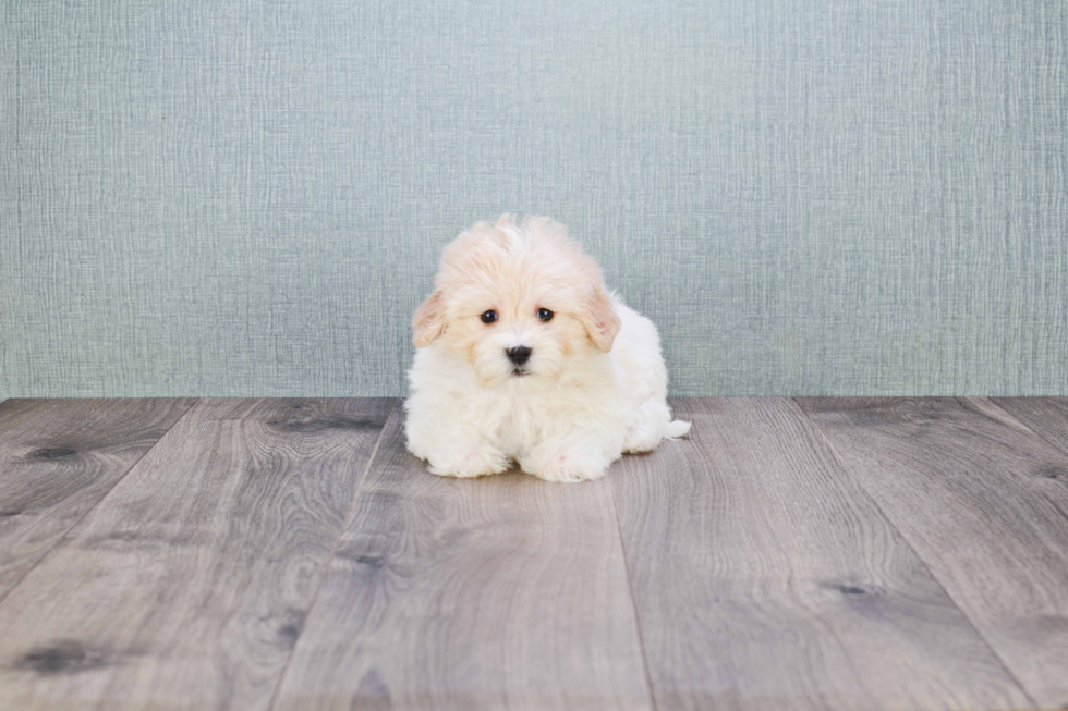 Havanese Puppy for Adoption