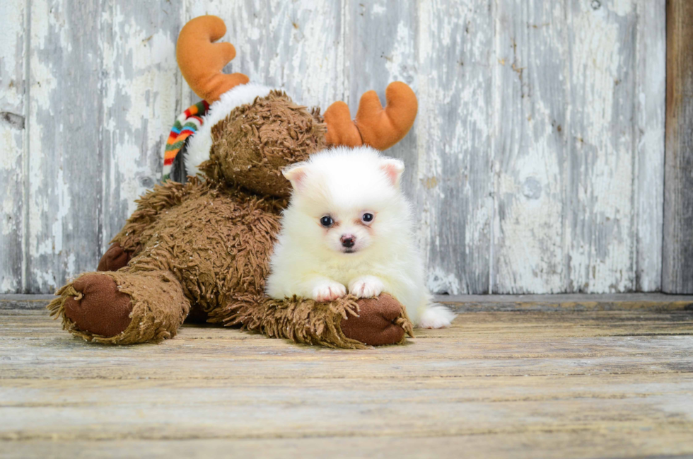 Akc Registered Pomeranian Purebred Pup