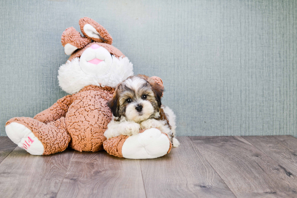 Teddy Bear Pup Being Cute