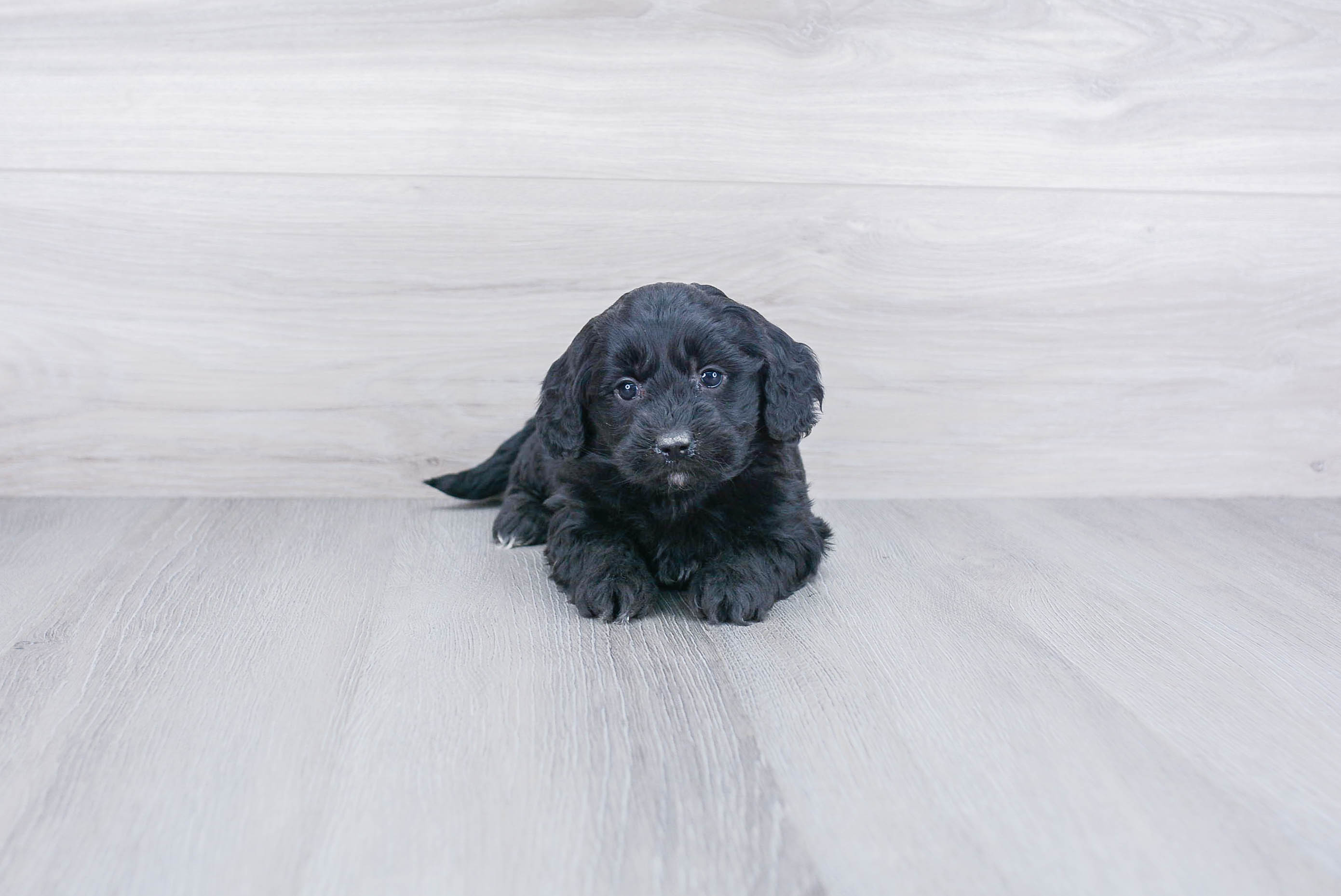 Sweet Mini Goldendoodle Baby