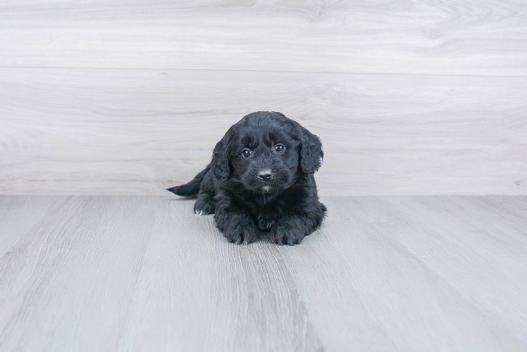 Sweet Mini Goldendoodle Baby