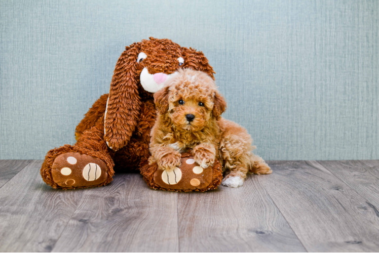 Best Cavapoo Baby