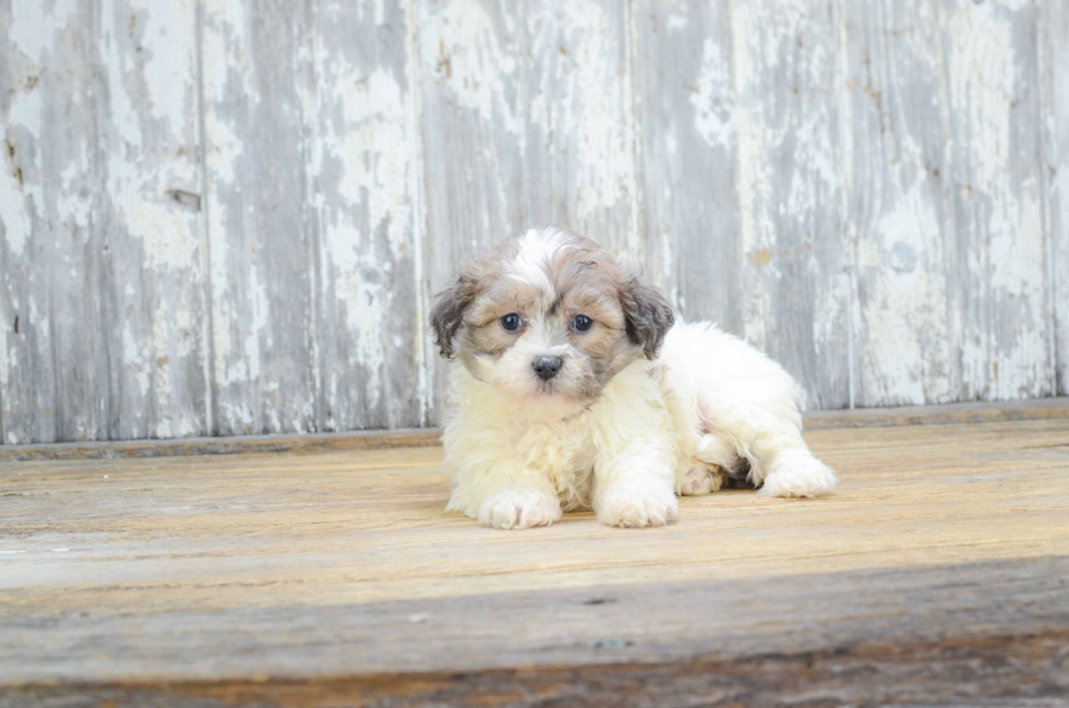 Popular Teddy Bear Designer Pup