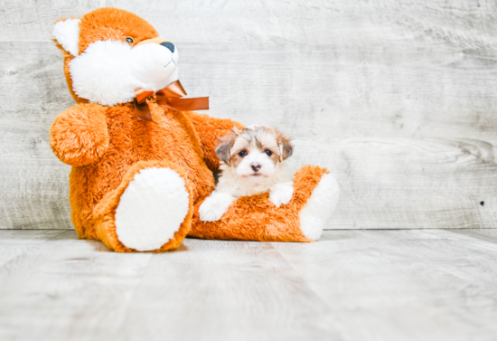 Morkie Pup Being Cute