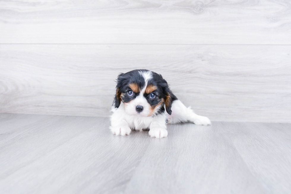 Cavalier King Charles Spaniel Puppy for Adoption