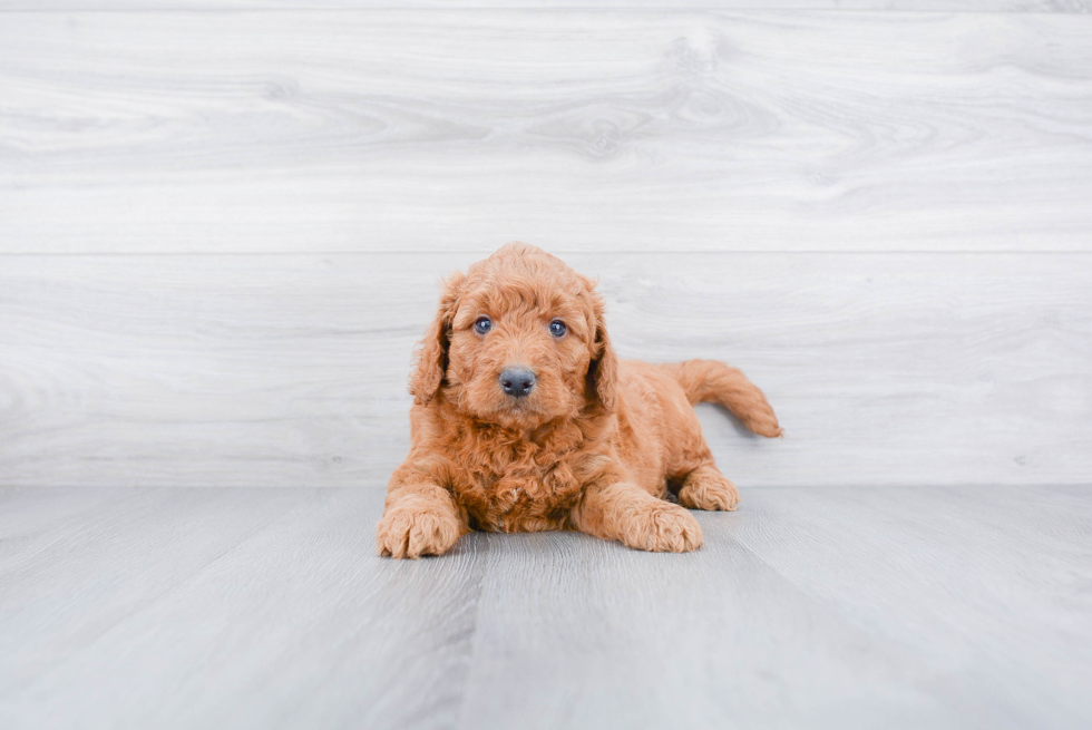 Sweet Mini Goldendoodle Baby