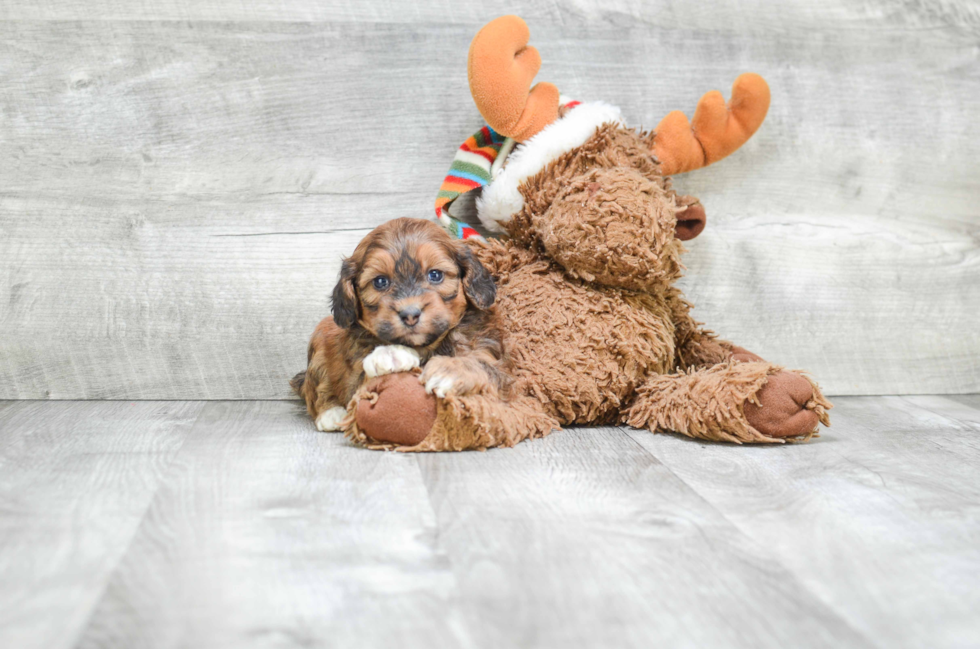 Teddy Bear Puppy for Adoption