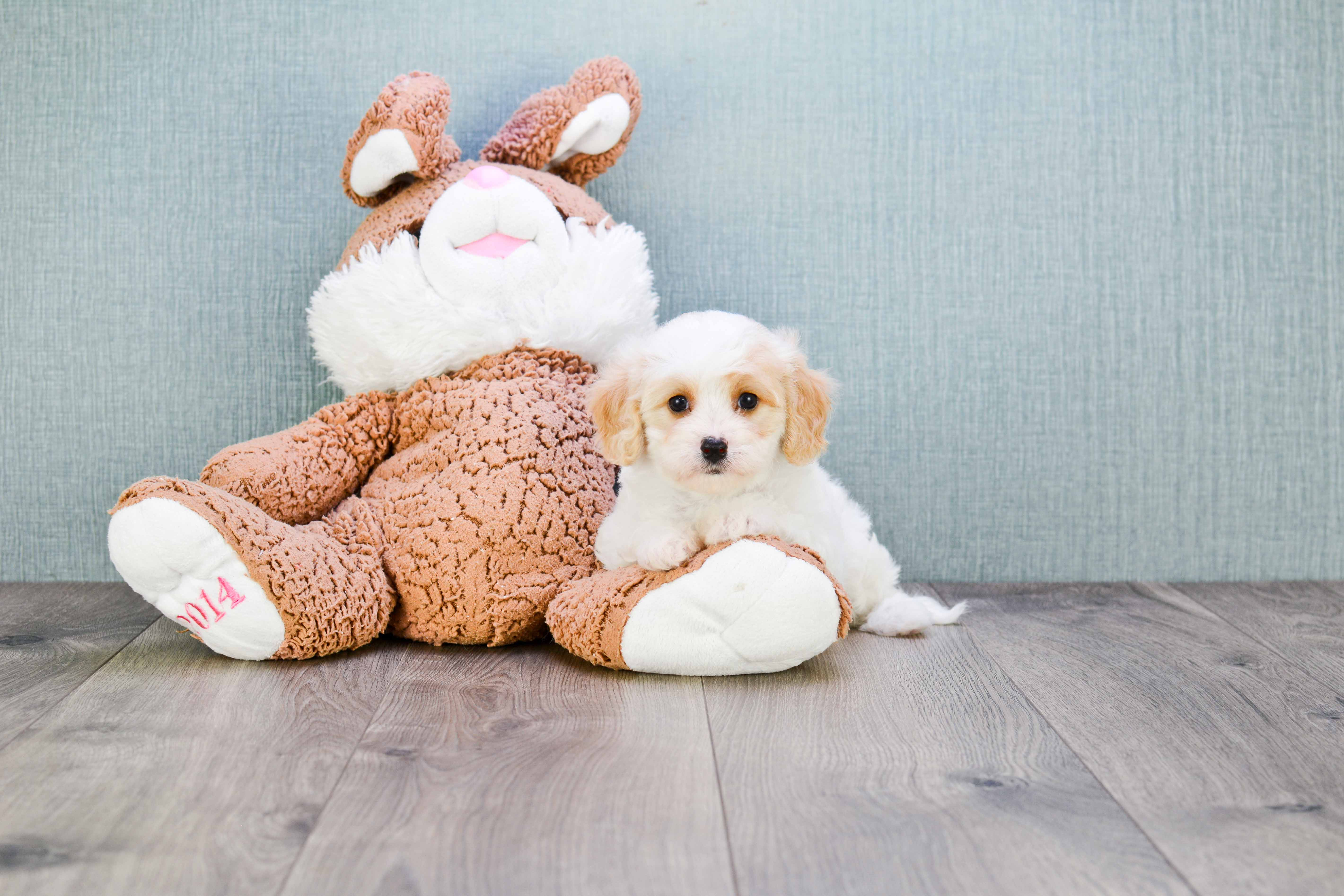 Best Cavachon Baby