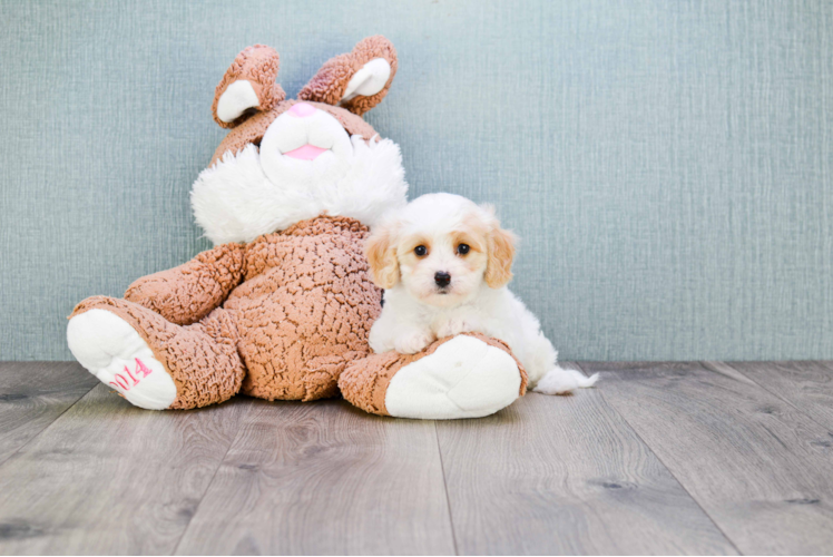 Best Cavachon Baby