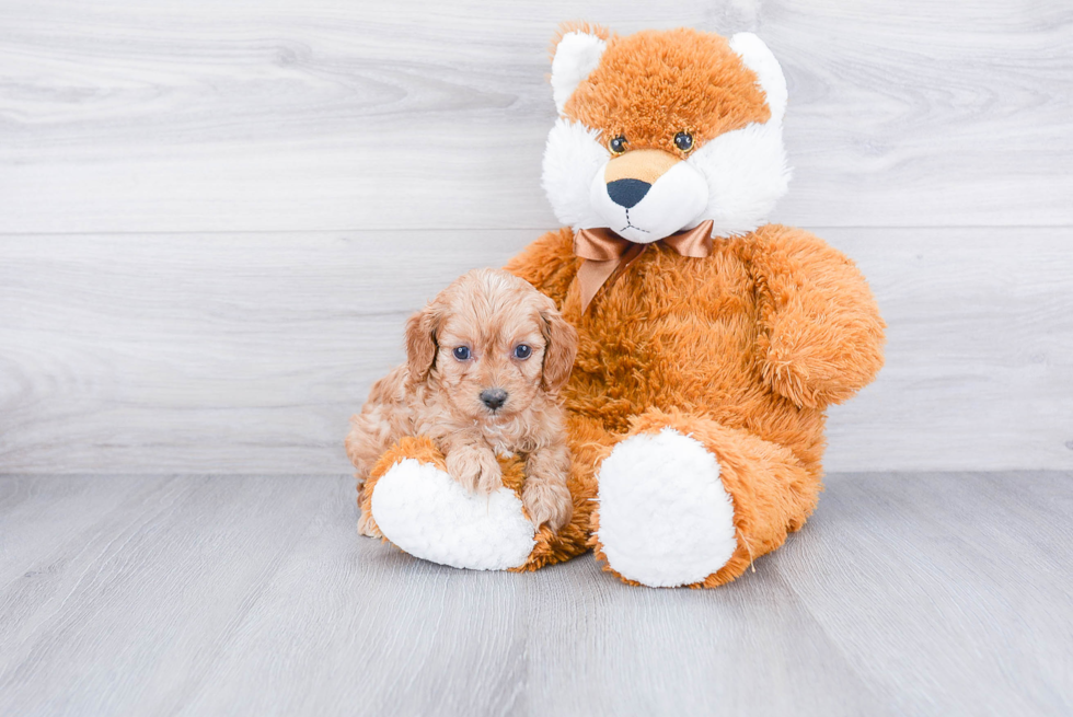 Cavapoo Puppy for Adoption