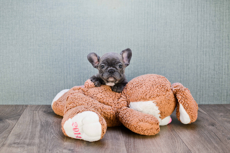 Adorable Frenchie Purebred Puppy