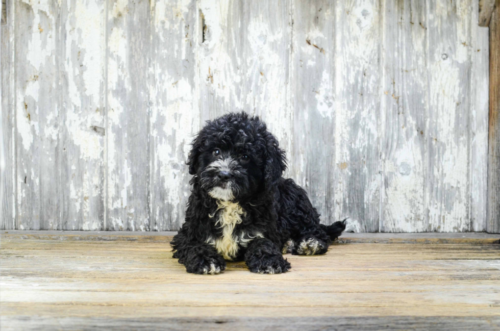 Little Mini Berniedoodle Poodle Mix Puppy