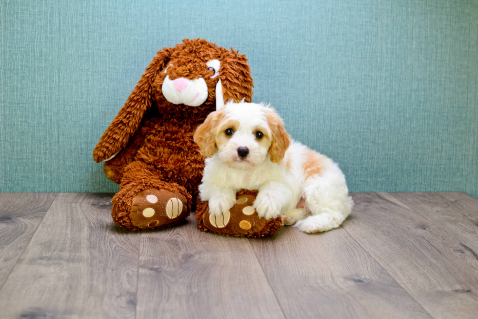 Popular Cavapoo Poodle Mix Pup