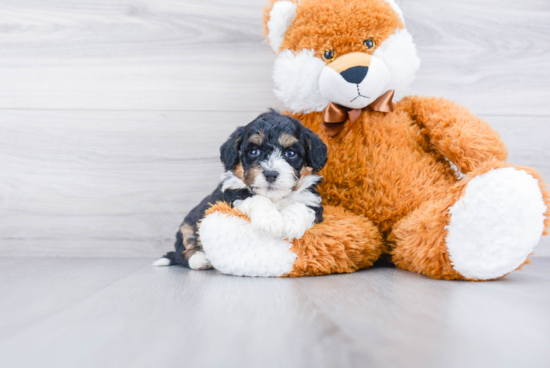 Mini Bernedoodle Puppy for Adoption