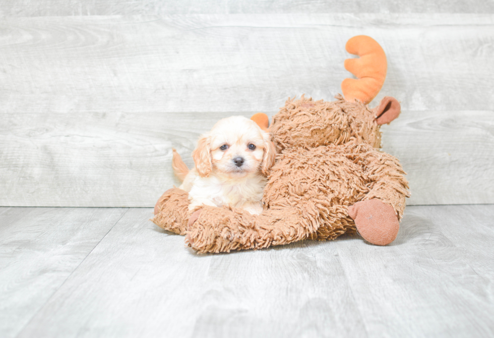 Best Cavachon Baby