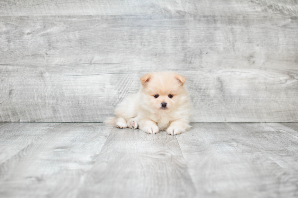 Cute Pomeranian Purebred Puppy