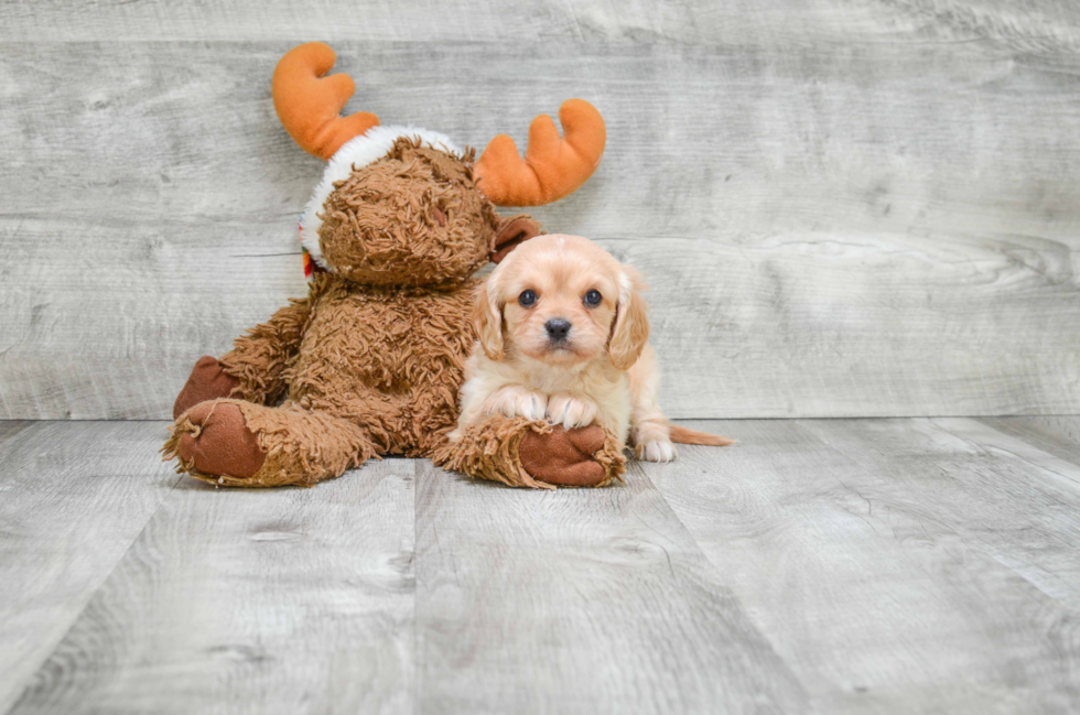 Cute Cavalier King Charles Spaniel Purebred Puppy