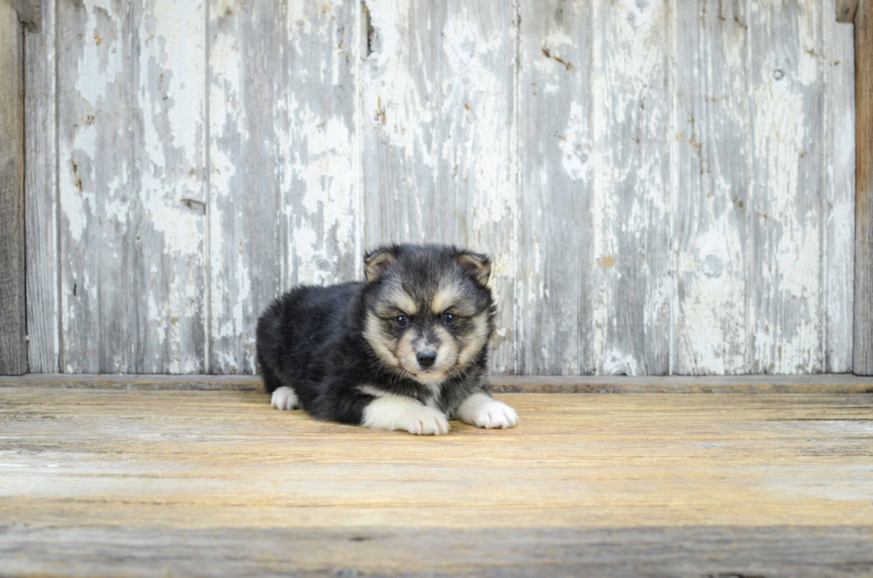 Pomsky Pup Being Cute