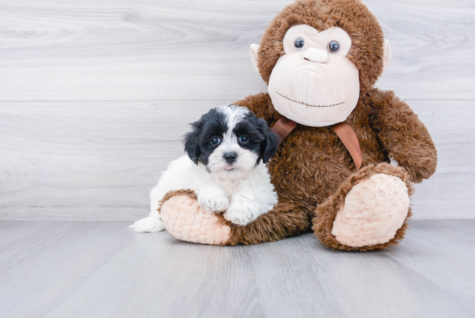 Popular Teddy Bear Designer Pup