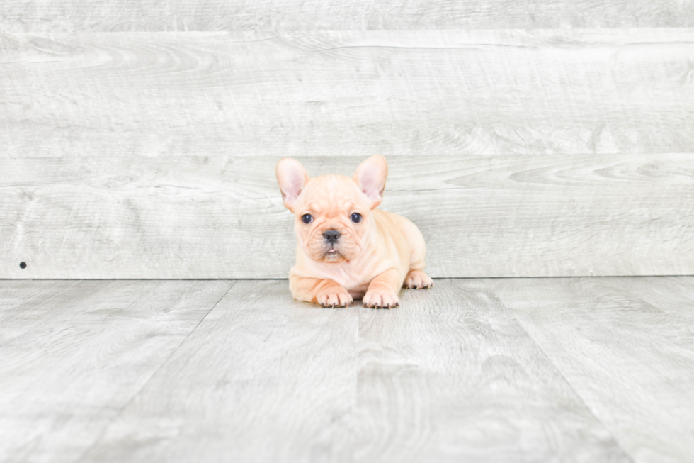 Small French Bulldog Baby