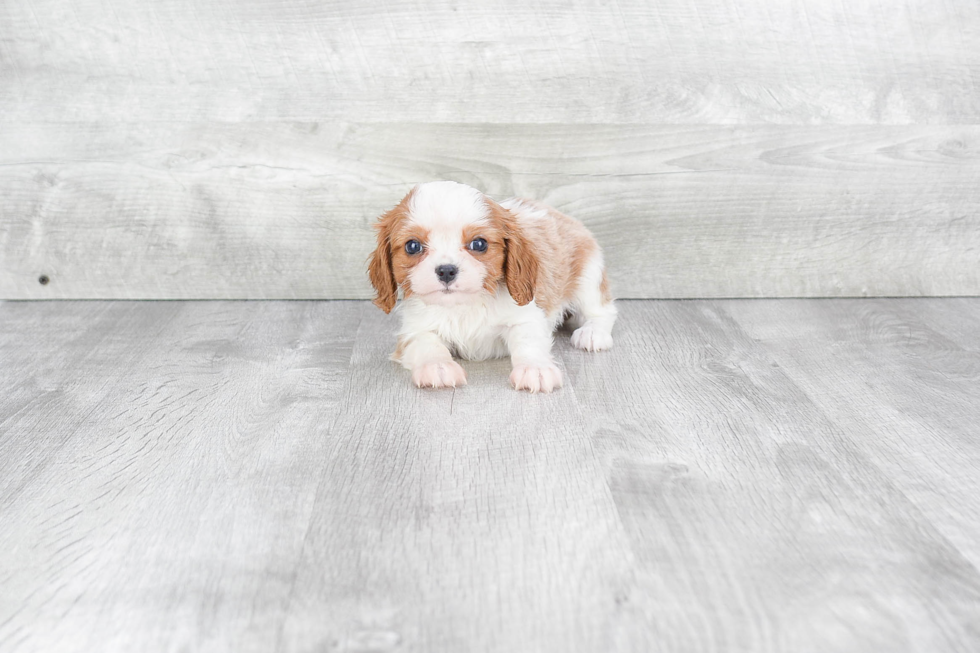 Hypoallergenic Cavalier King Charles Spaniel Purebred Pup