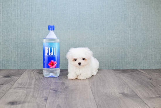 Fluffy Maltese Purebred Puppy