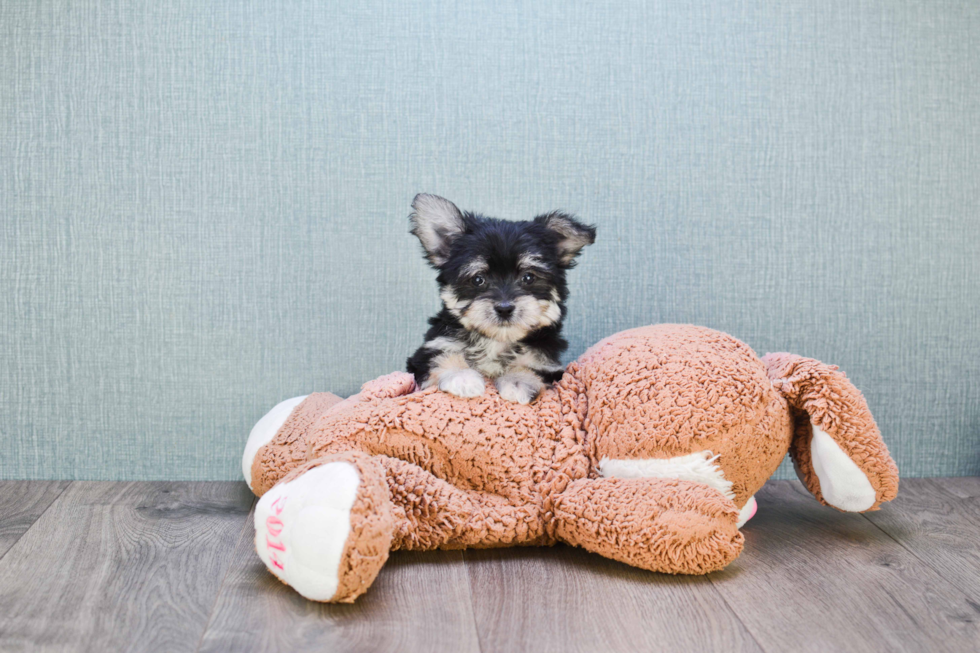 Hypoallergenic Yorkie Designer Puppy