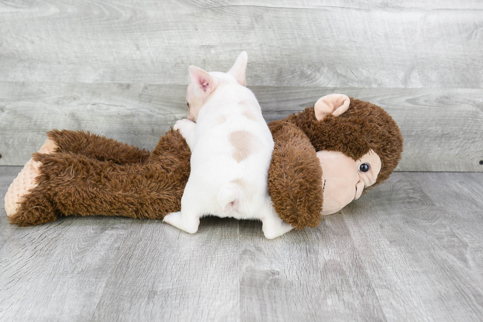 French Bulldog Pup Being Cute