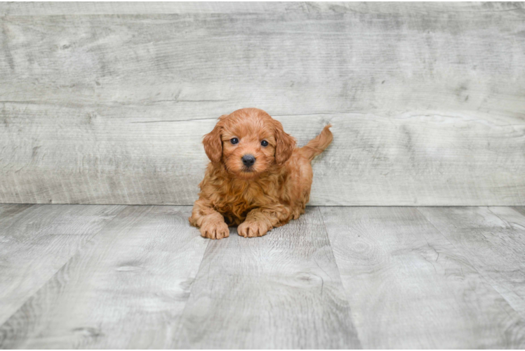 Popular Mini Goldendoodle Poodle Mix Pup