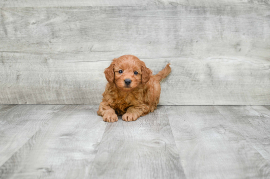 Popular Mini Goldendoodle Poodle Mix Pup