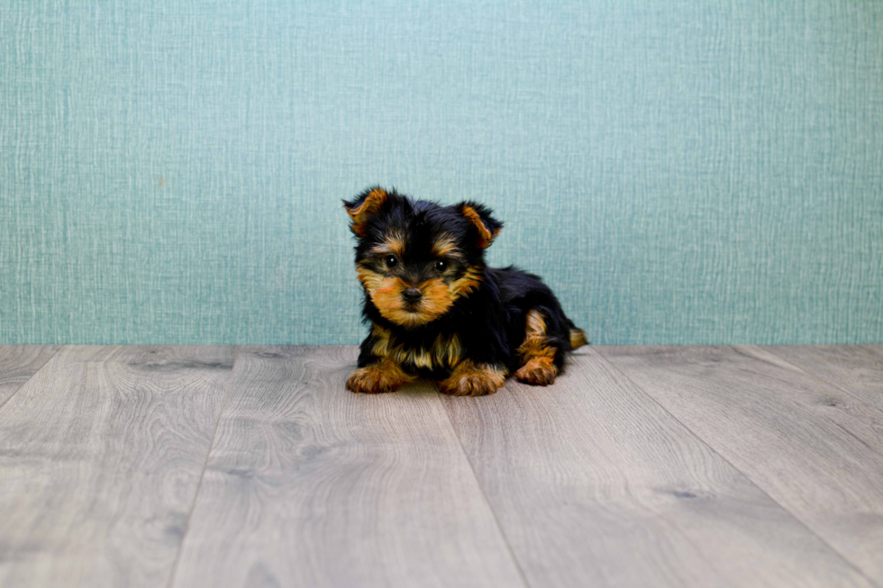 Meet Jeremy - our Yorkshire Terrier Puppy Photo 