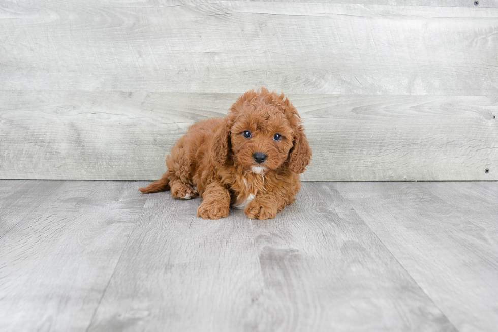 Fluffy Cavapoo Poodle Mix Pup