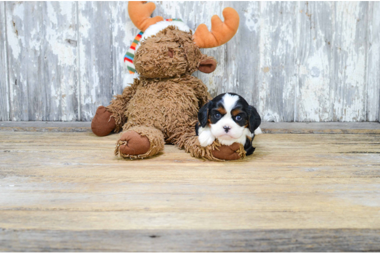 Little Cavalier King Charles Spaniel Purebred Pup