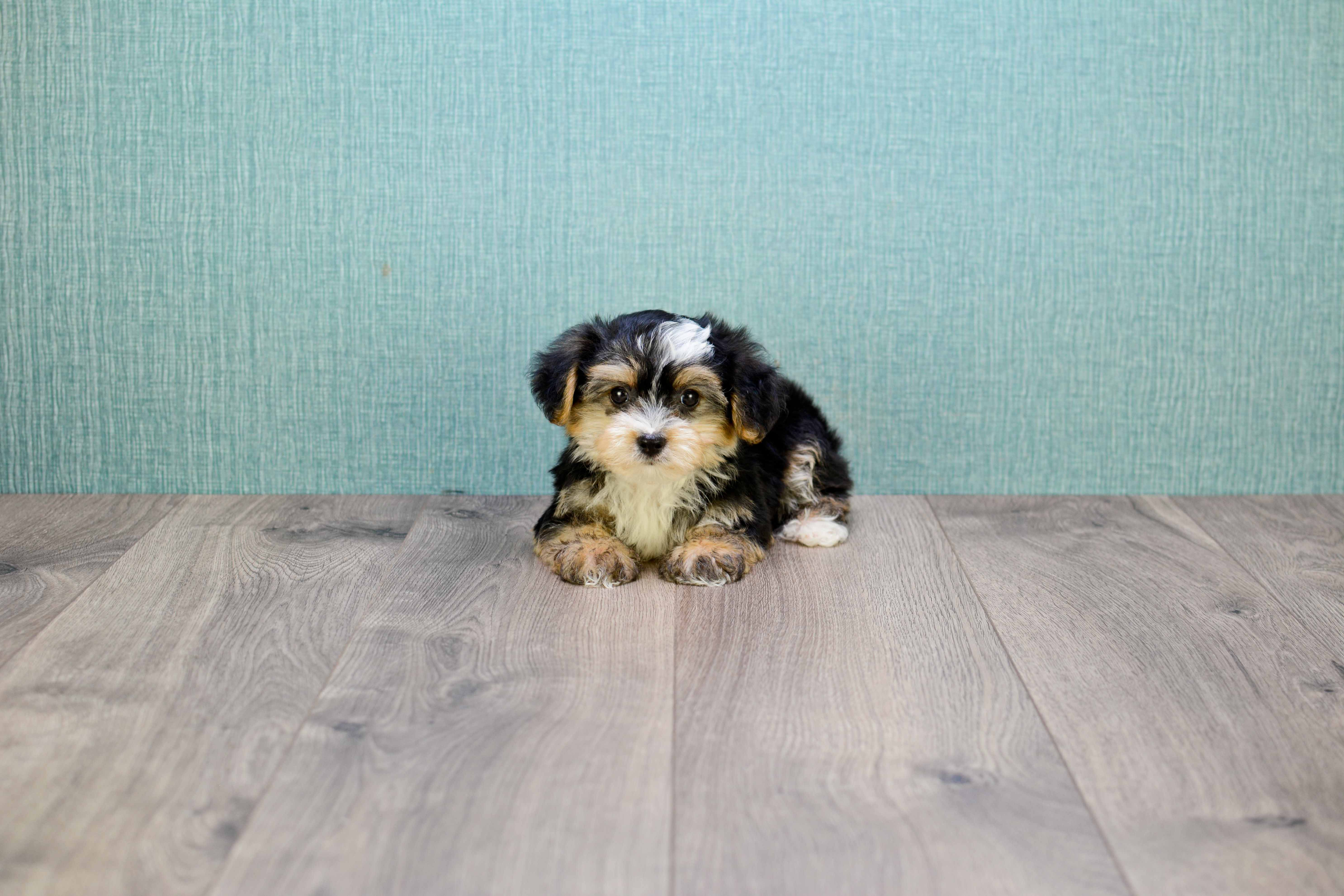 Small Morkie Baby