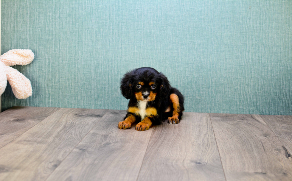 Small Cavalier King Charles Spaniel Purebred Pup
