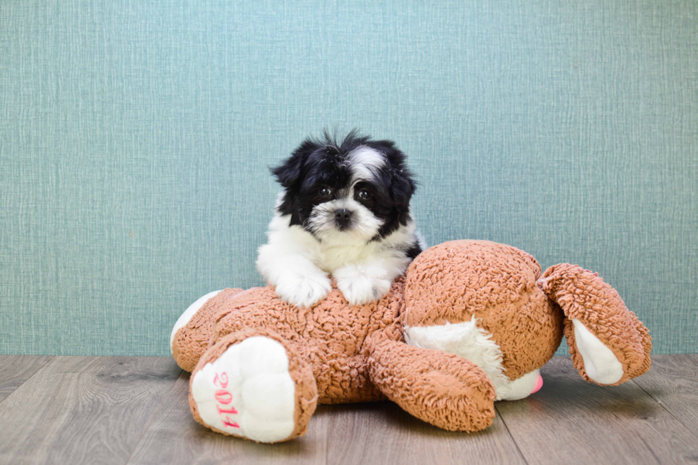 Akc Registered Havanese Purebred Pup