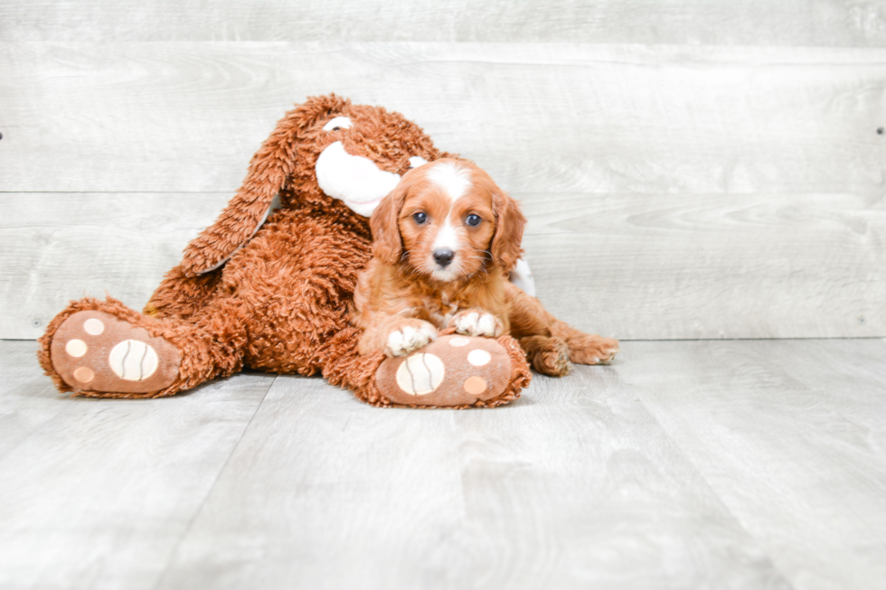 Popular Cavapoo Poodle Mix Pup