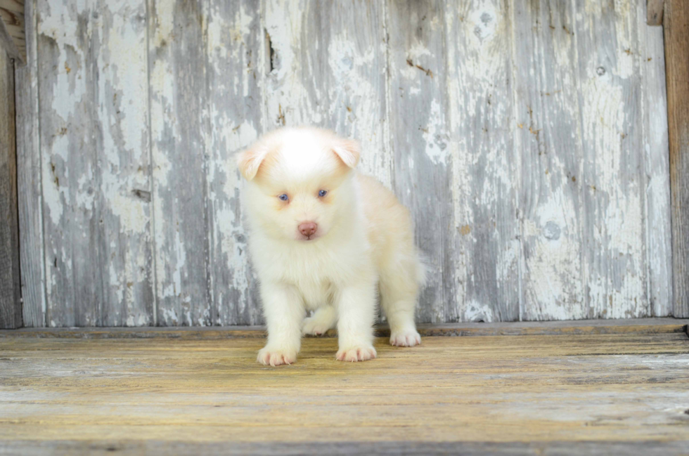 Sweet Pomsky Baby