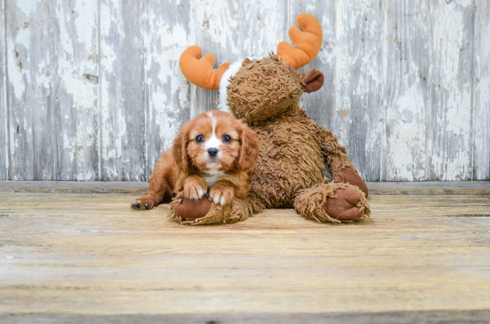 Cavalier King Charles Spaniel Pup Being Cute