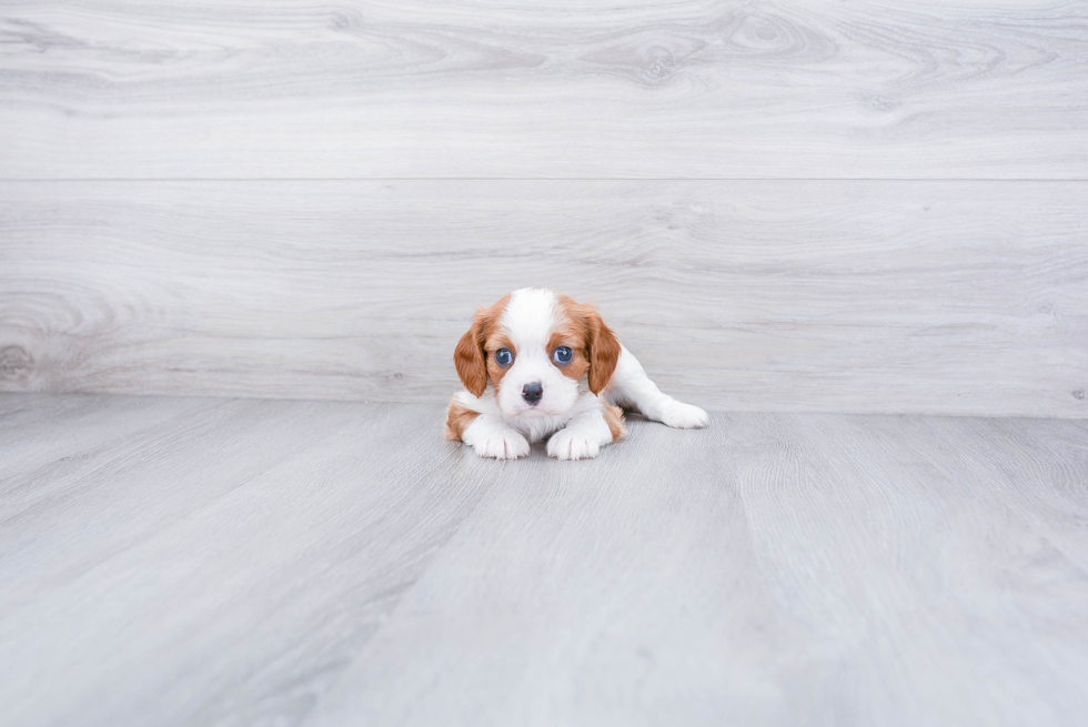 Fluffy Cavalier King Charles Spaniel Purebred Puppy