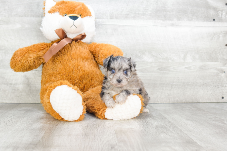 Mini Aussiedoodle Puppy for Adoption