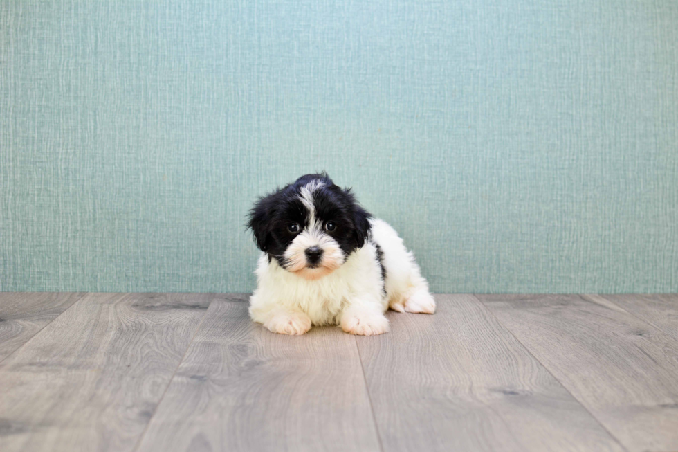 Havanese Puppy for Adoption