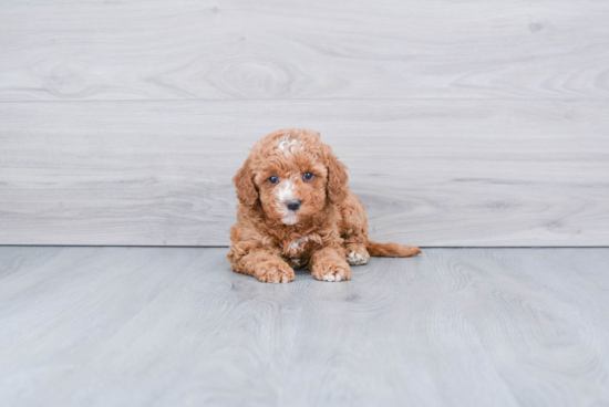 Playful Golden Retriever Poodle Mix Puppy