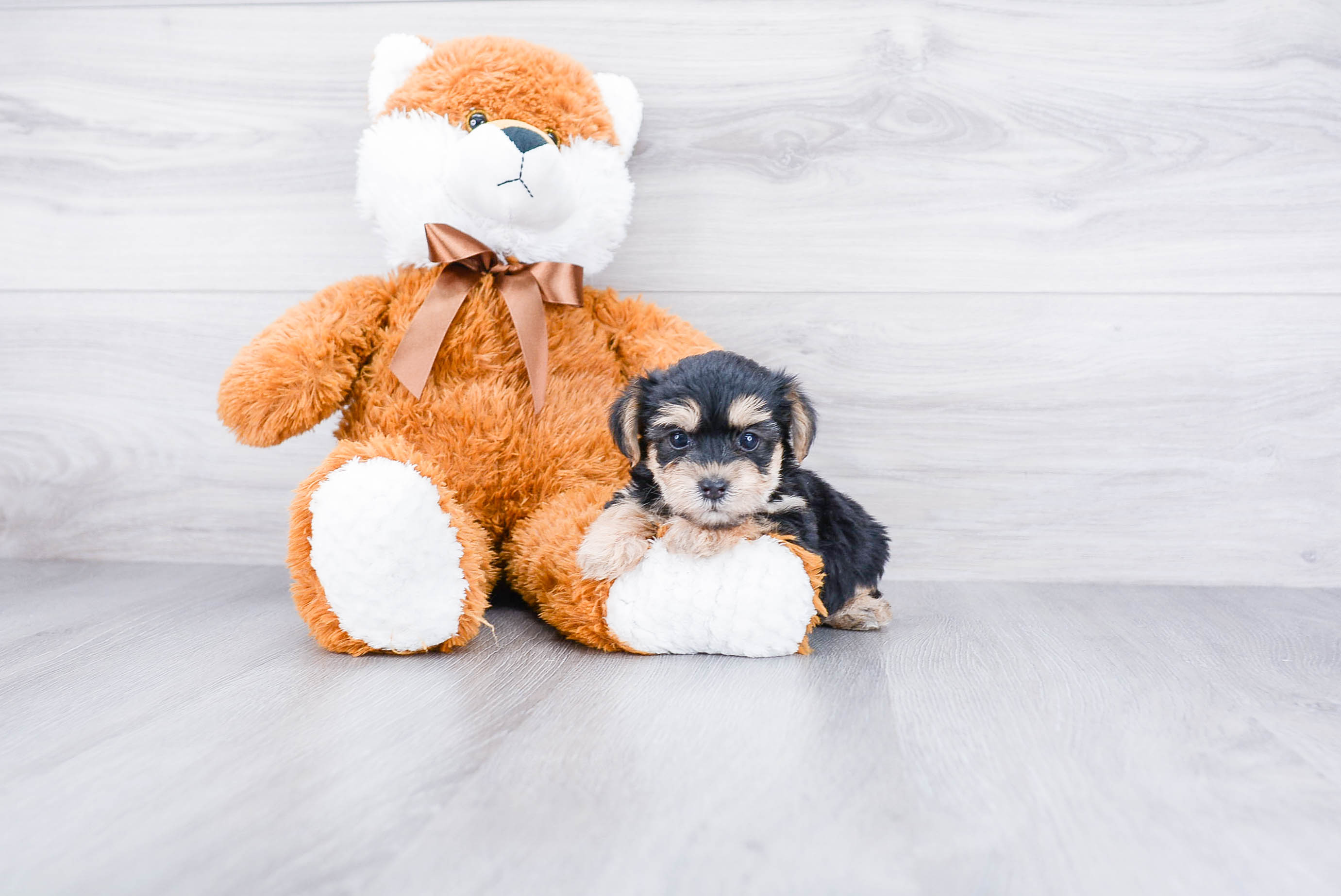 Morkie Puppy for Adoption