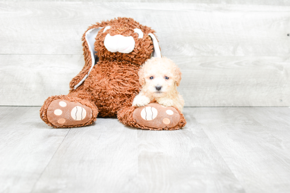 Smart Maltipoo Poodle Mix Pup