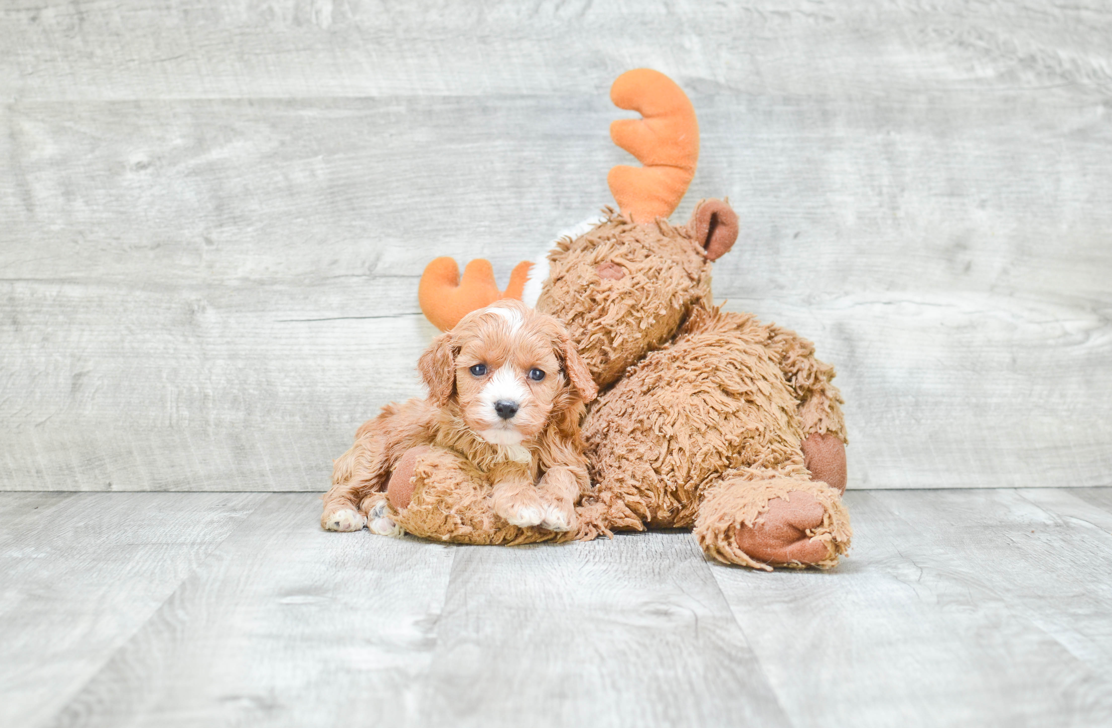Best Cavapoo Baby