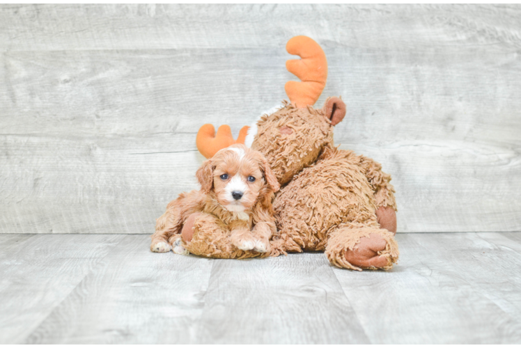 Best Cavapoo Baby