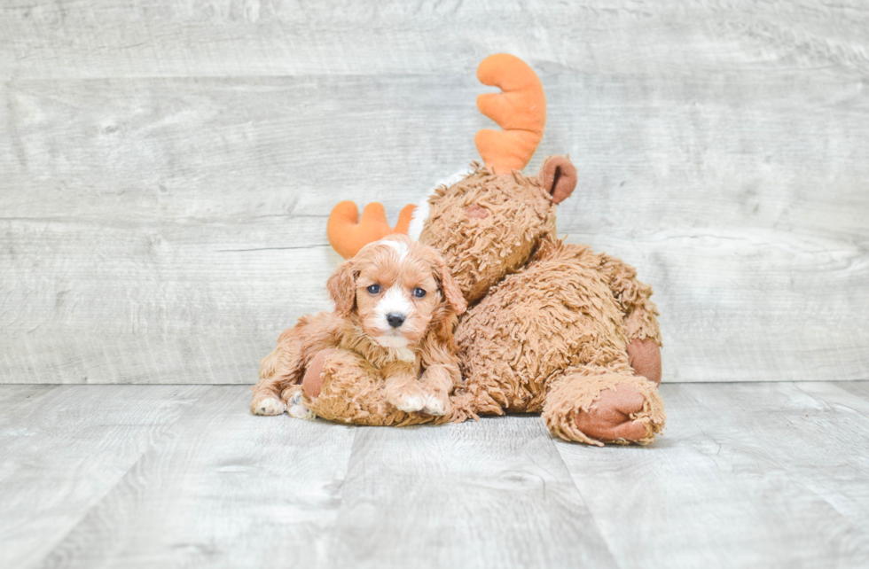 Best Cavapoo Baby