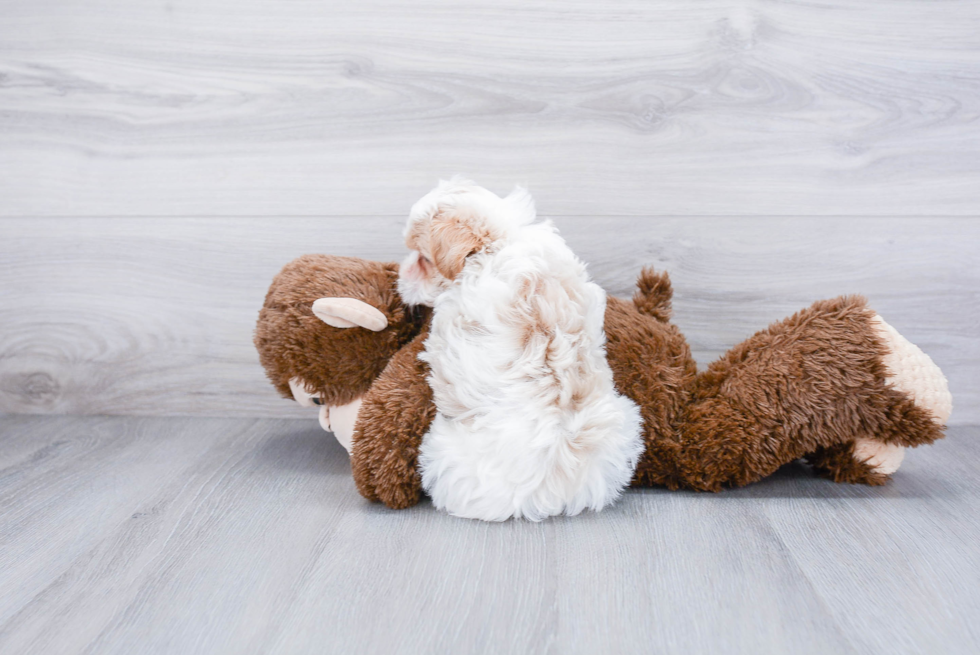 Cute Maltipoo Baby