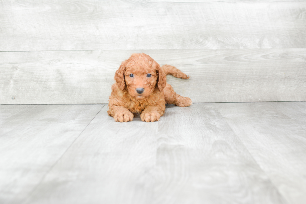 Best Mini Goldendoodle Baby